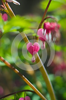 Beautiful pink pacific bleeding heart flowers gleaming under the sunrays