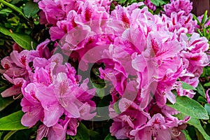 The Beautiful Pink Pacific Rhododendron