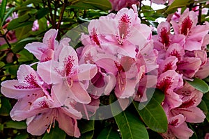 The Beautiful Pink Pacific Rhododendron