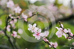 Beautiful pink peach blossom in spring