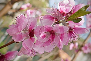 Beautiful pink peach flowers close up in the