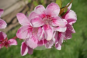 Beautiful pink peach flowers close up in the