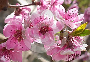 Beautiful pink peach flowers close up in the