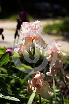 A beautiful pink peach iris, a tall summer flower in a city flower bed. Background