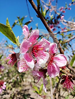 Beautiful pink peach tree blossoms on a branch in spring season