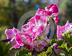 Beautiful, pink pelargonium flower closeup in the garde,n covered with rain drops.