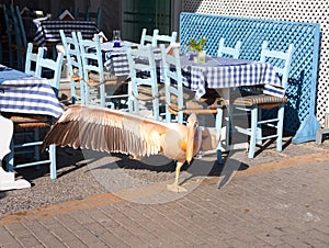 Beautiful pink Pelican stands on one leg, with the extended wing