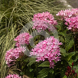 Beautiful pink pentas lanceolata flower