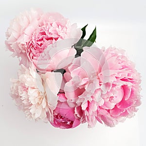 Beautiful pink Peonie flower on light background