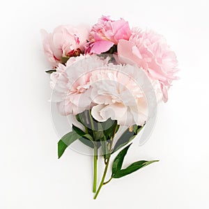 Beautiful pink Peonie flower on light background