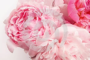 Beautiful pink Peonie flower on light background