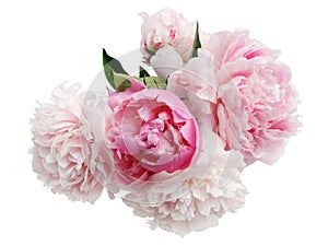 Beautiful pink Peonie flower on light background