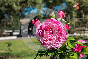 Beautiful Pink Peonies Blooming in the Sun in a Green Garden