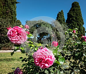 Beautiful Pink Peonies Blooming in the Sun in a Green Garden with Trees