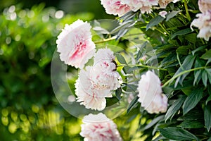 Beautiful pink peonies blossoming in the garden on summer evening. Beauty in nature