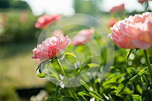 Beautiful pink peonies blossoming in the garden on summer evening. Beauty in nature