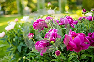 Beautiful pink peonies blossoming in the garden on summer evening. Beauty in nature