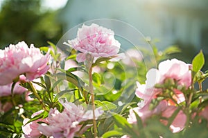 Beautiful pink peonies blossoming in the garden on summer evening. Beauty in nature