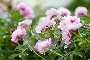 Beautiful pink peonies blossoming in the garden on summer evening. Beauty in nature