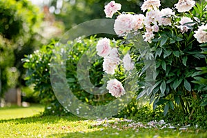 Beautiful pink peonies blossoming in the garden on summer evening. Beauty in nature