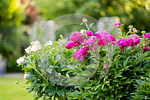 Beautiful pink peonies blossoming in the garden on summer evening. Beauty in nature