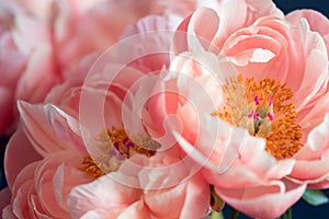 Beautiful pink peonies, flowers