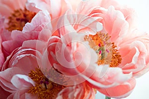 Beautiful pink peonies, flowers