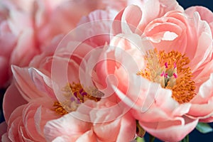 Beautiful pink peonies, flowers photo