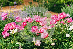 Beautiful pink peonies and lavender