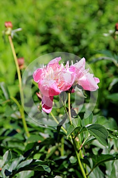 Beautiful pink peonies in Summertime garden