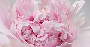 Beautiful pink Peony background. Blooming peony flower open, time lapse, close-up. Wedding backdrop, Valentine`s Day