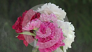 Beautiful pink peony bouquet background