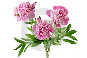 Beautiful pink peony bunch isolated on white background, closeup
