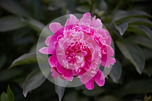 Beautiful pink peony close-up on a dark background. Spring flowers, bloom, romance