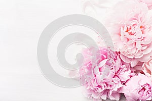 Beautiful pink peony flower background