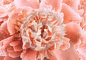 Beautiful pink peony flower, background