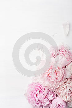 Beautiful pink peony flower background