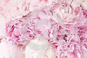 Beautiful pink peony flower background