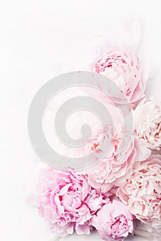 Beautiful pink peony flower background