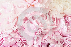 Beautiful pink peony flower background