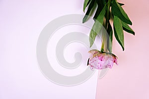 Beautiful pink peony flower on divided pink and white background