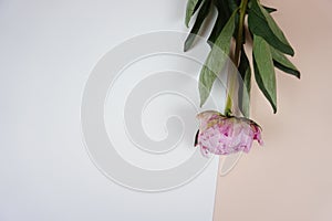 Beautiful pink peony flower on divided pink and white background