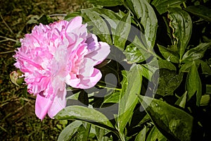 Beautiful pink peony, flower in the garden