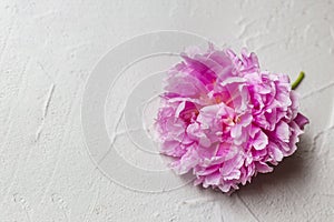 Beautiful pink peony flower on a gray textural background.w