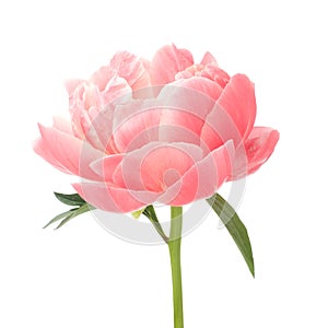 Beautiful pink peony flower isolated on white background