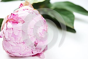 Beautiful pink peony flower isolated on white background