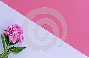 Beautiful pink peony flower with leaves on a white pink background. Flat lay, top view. ÃÂ¡opy space for text