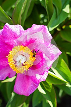 Beautiful pink peony flower with pollinator wasp. Summer is blooming and fragrant.