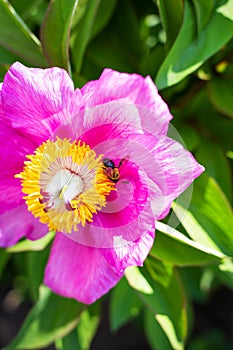 Beautiful pink peony flower with pollinator wasp. Summer is blooming and fragrant. Close-up