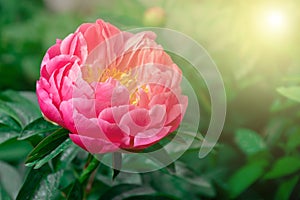 Beautiful pink peony flower at sunset light. Seasonal spring flowers, copy space. Peonia lactiflora photo